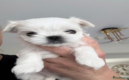 Maltese dogs for sale: 🌟Stunning Tiny Korean Maltese KC Reg🌟 - Advert 31