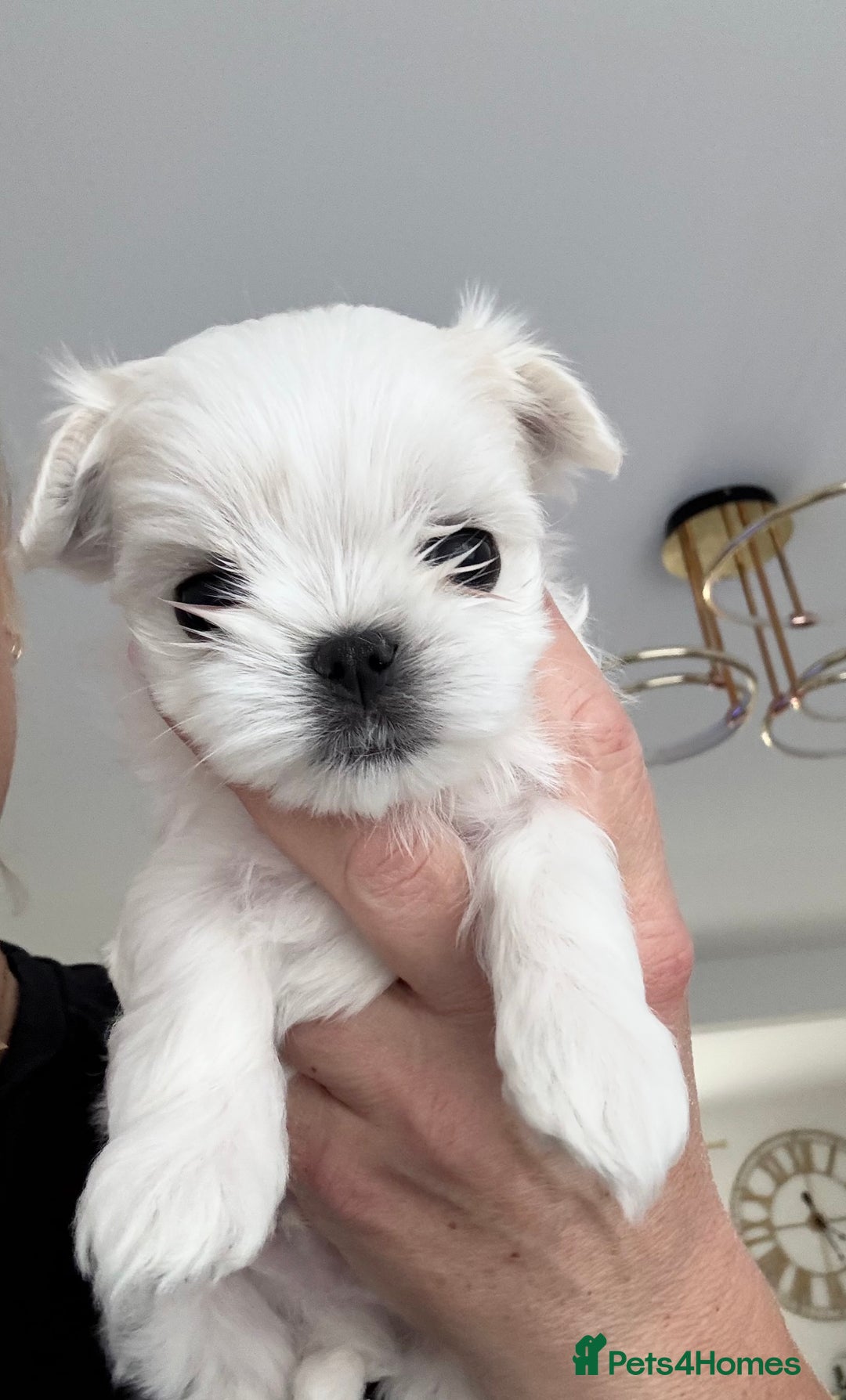 Maltese dogs for sale: 🌟Stunning Tiny Korean Maltese KC Reg🌟 - Advert 31