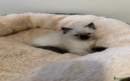 Ragdoll cats for sale: Beautiful Ragdoll Kittens - Advert 12