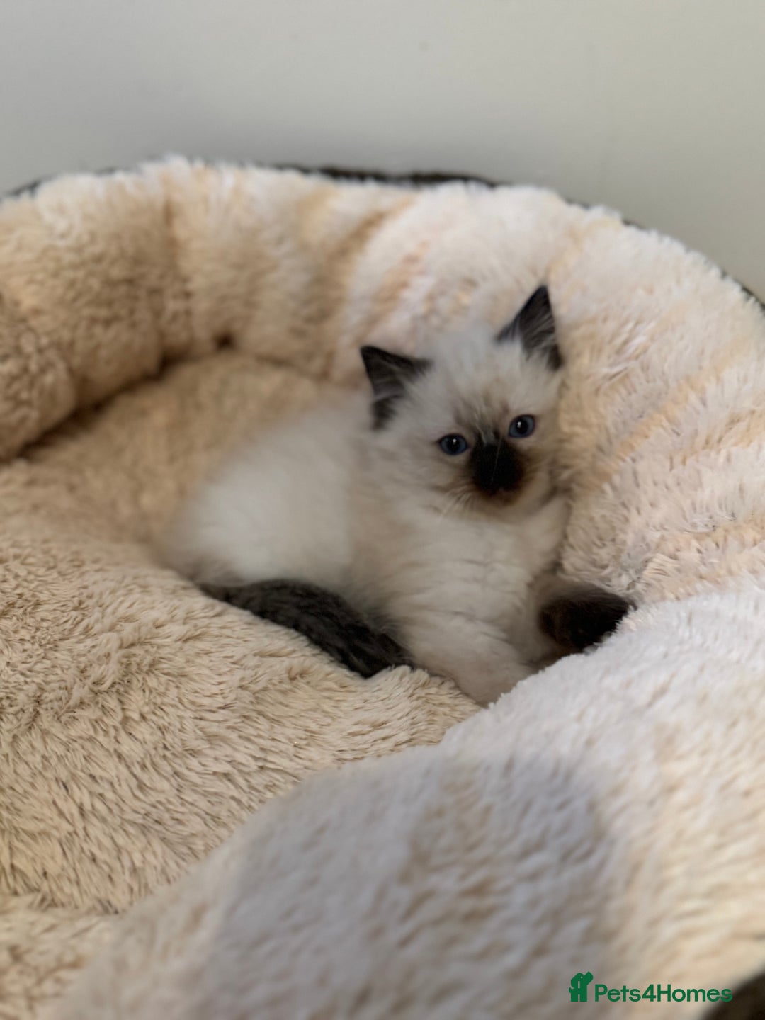Ragdoll cats for sale: Beautiful Ragdoll Kittens - Advert 12