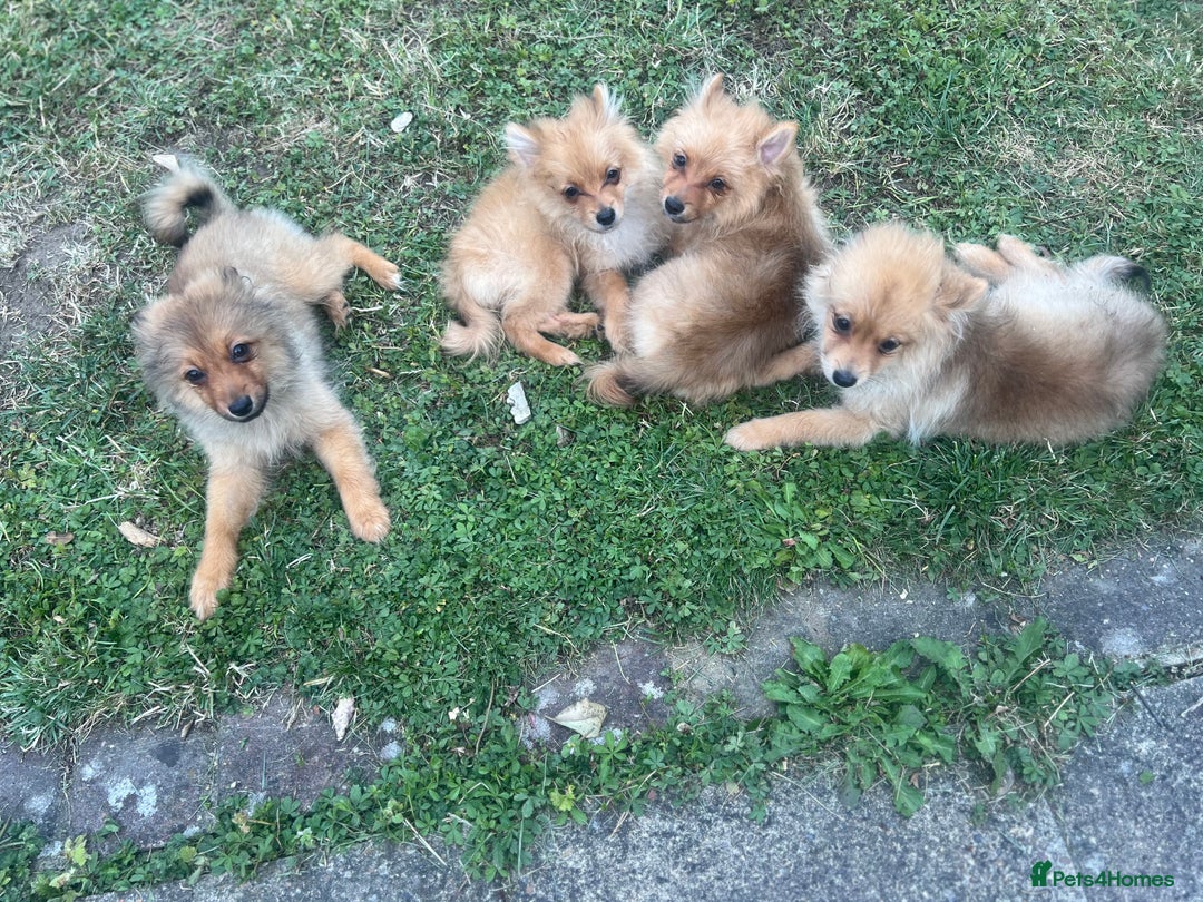 German Spitz dogs for sale: 4x Beautiful German Spitz Pomeranian Puppies  - Image 4