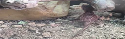 Bearded Dragon reptiles for sale: Red Monster Bearded Dragon & Set Up - Advert 3