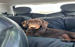 Miniature Dachshund dogs for stud: Brown and Tan Miniture Dachound for stud - Image 2