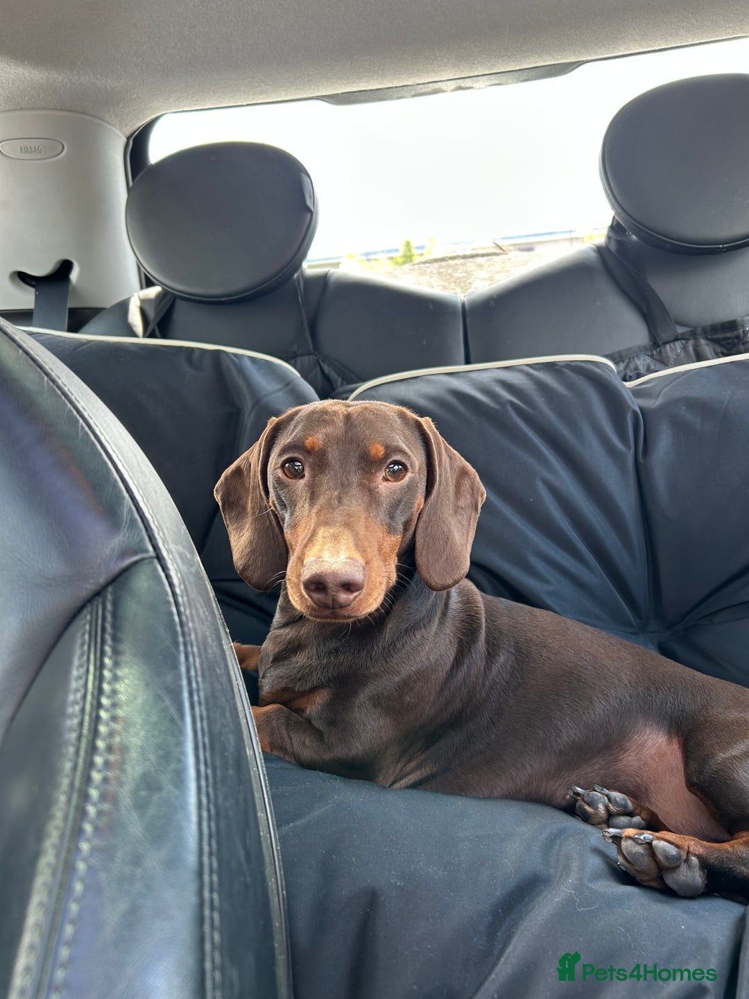 Miniature Dachshund dogs for stud: Brown and Tan Miniture Dachound for stud - Image 2