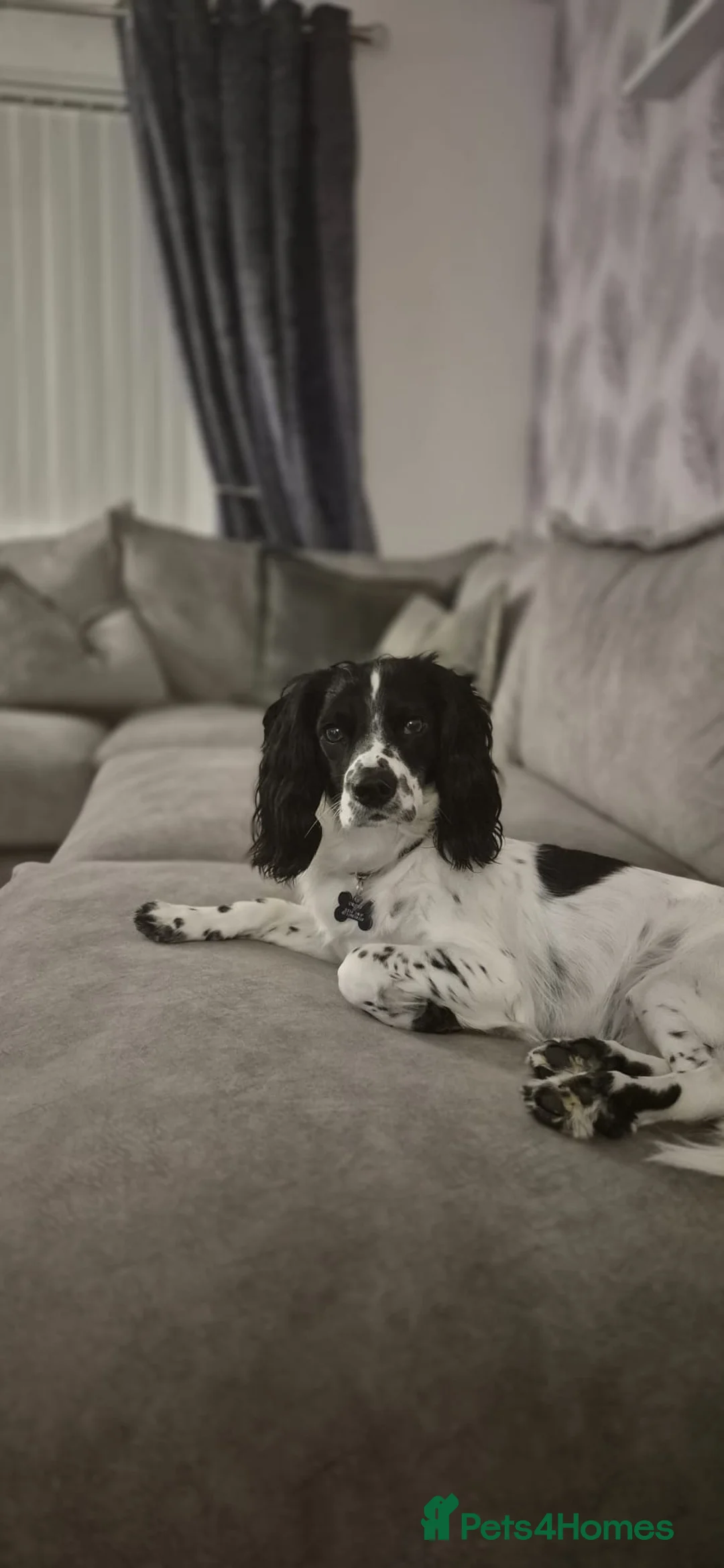 Cocker Spaniel dogs for sale: Beautiful cocker spaniel girl needing loving home in Basildon - Advert 2