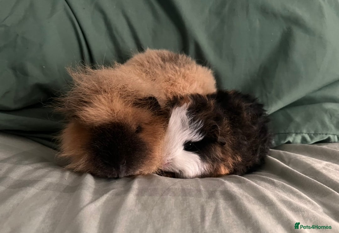 Guinea Pig rodents for sale: Bonded Swiss boar Guinea Pigs - Advert 2