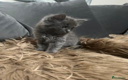 Scottish Fold cats for sale: Beautiful Scottish fold🧸🌹 - Image 13