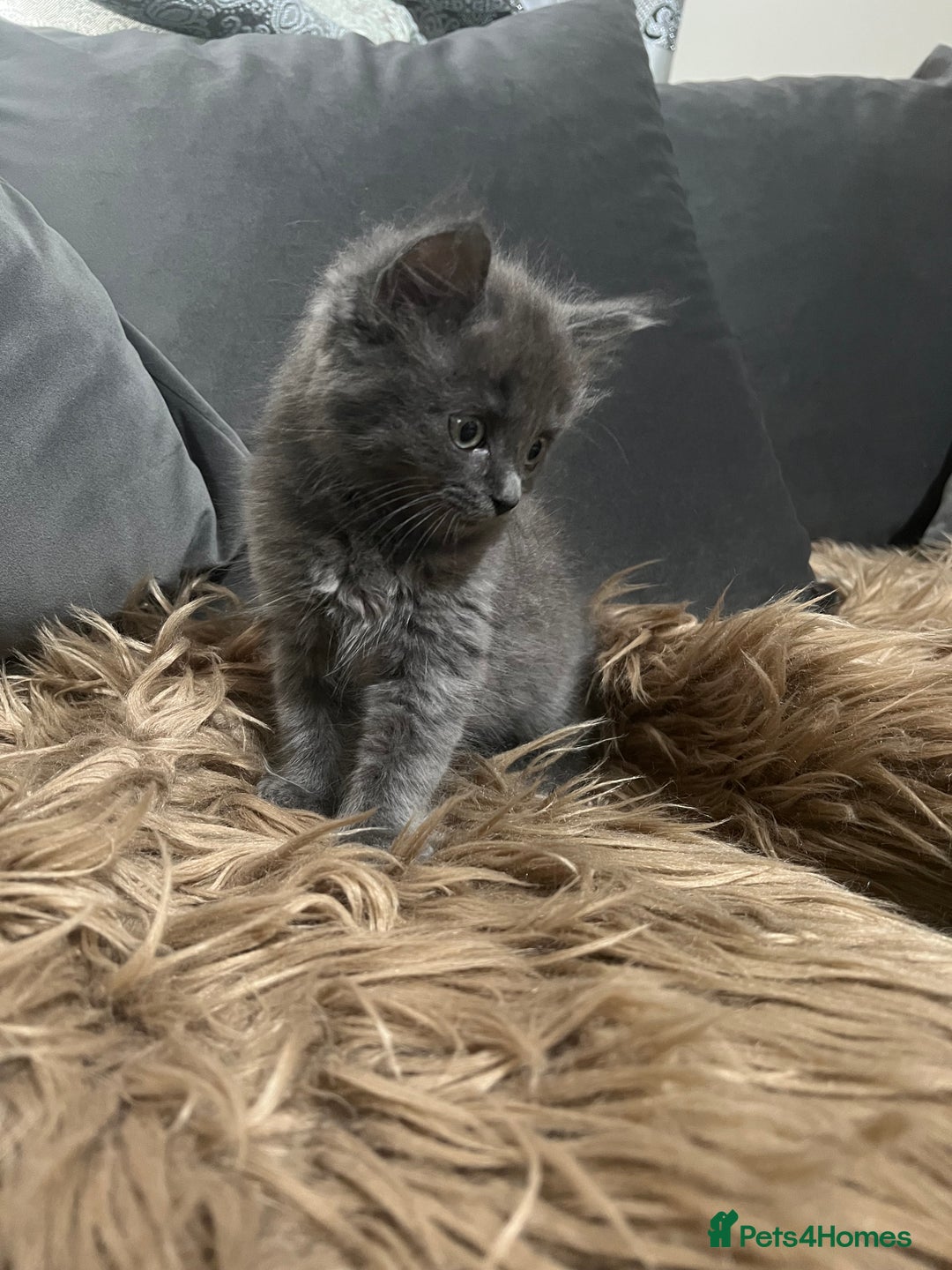 Scottish Fold cats for sale: Beautiful Scottish fold🧸🌹 - Image 13