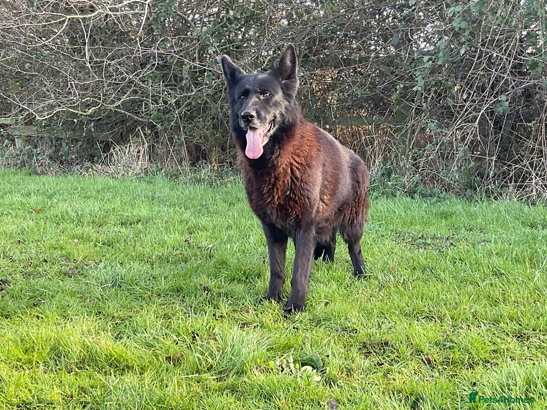 German Shepherd dogs for sale: 2 retired bitches looking for a loving home  - Advert 11