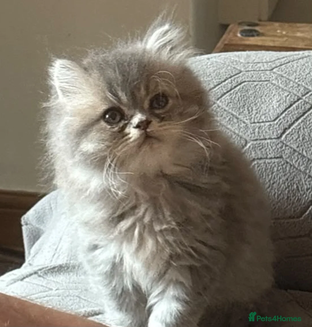 Persian cats for sale: 2 male Persian ( doll faced) in Bolton - Advert 2