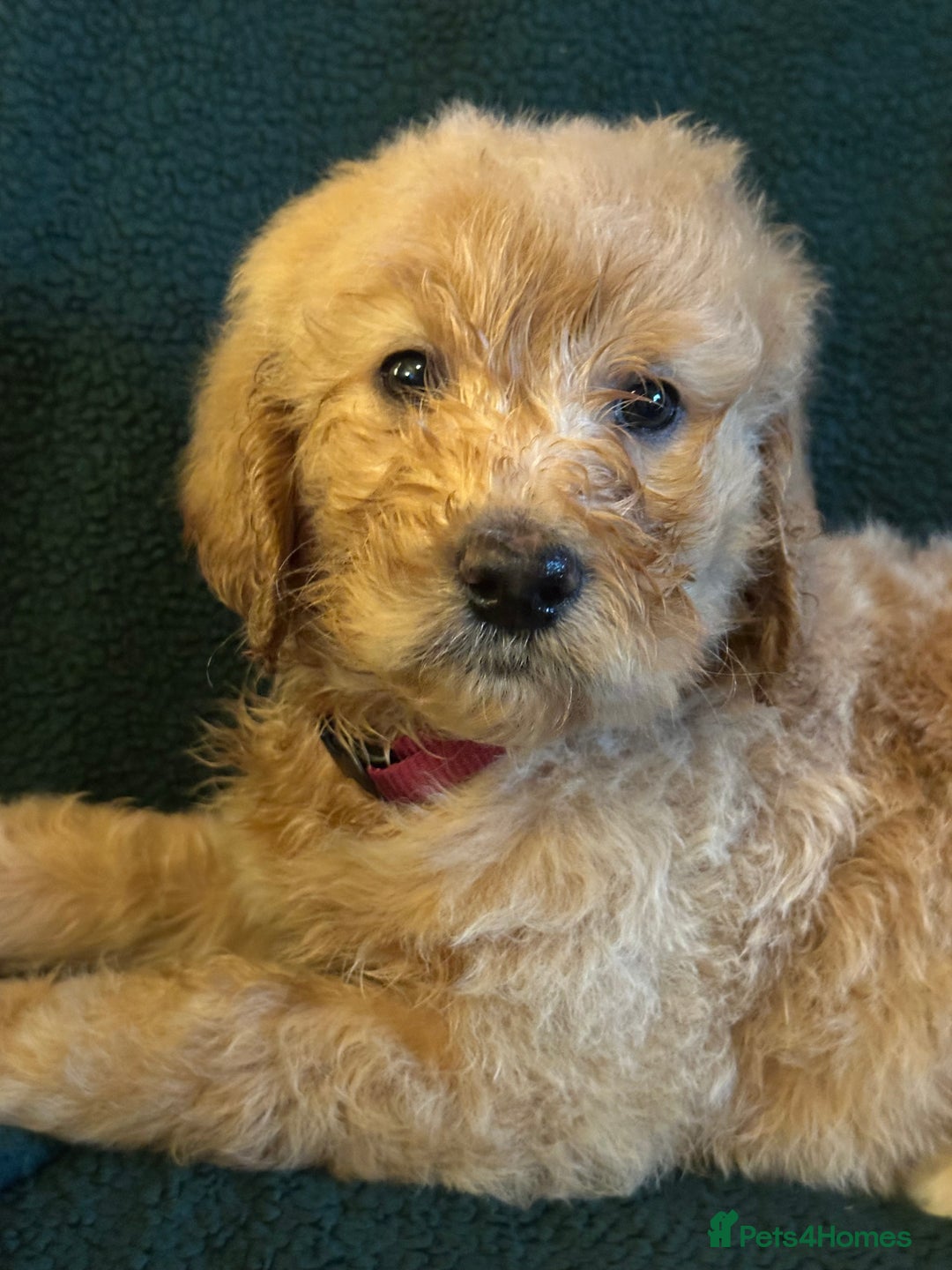 Goldendoodle dogs for sale: Goldendoodle Puppies – Ready Now, Don’t Miss Out! in Llanbrynmair - Image 20
