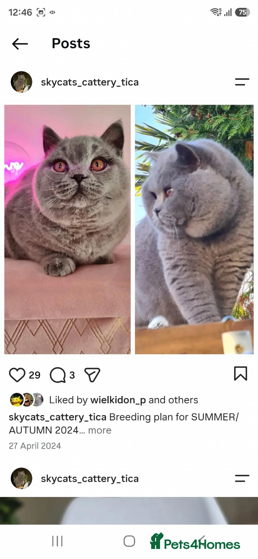 British Shorthair cats for sale: Best Quality Clasic BSH BLUE KITTENS - Advert 10