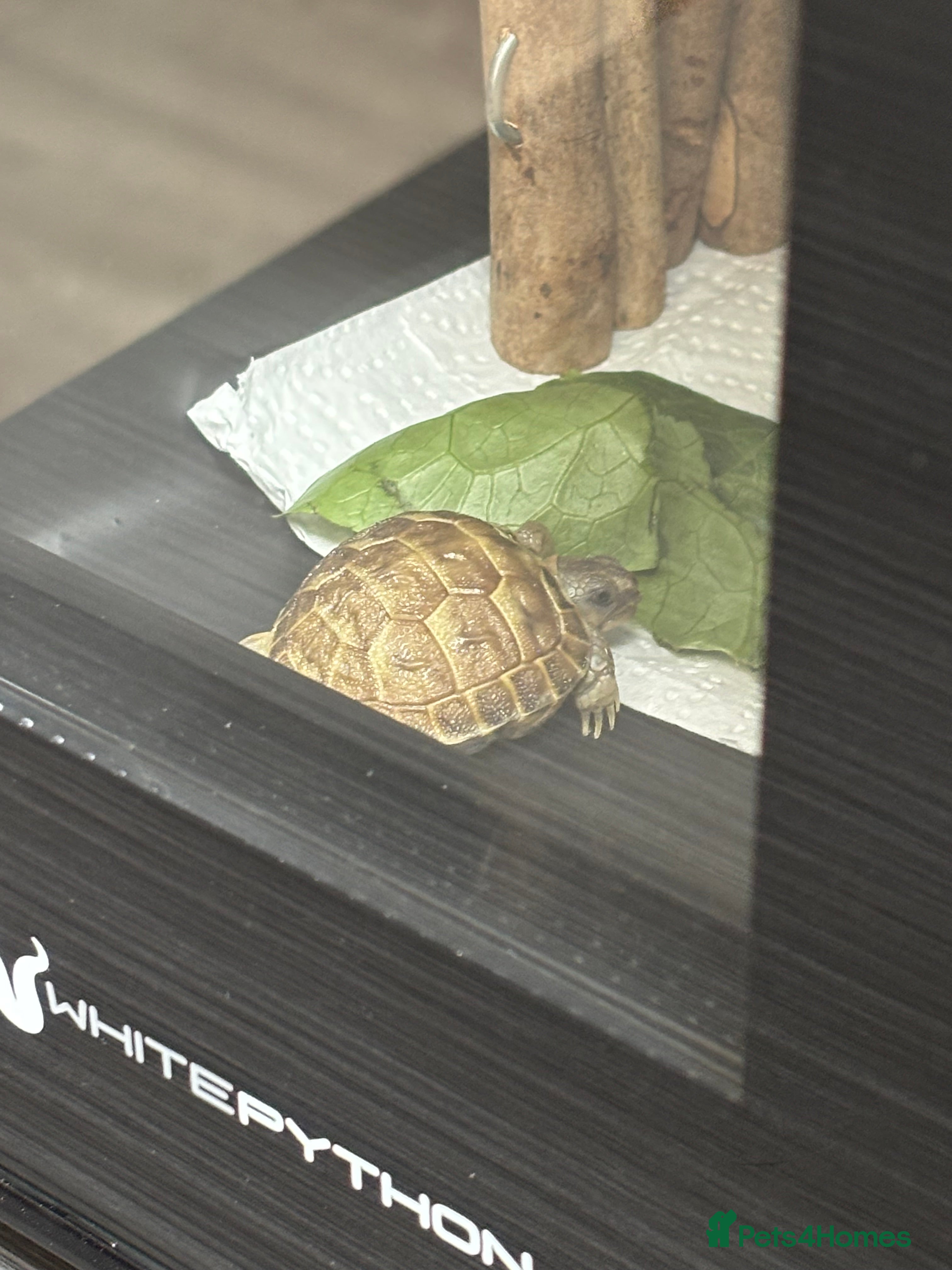 Tortoise reptiles STUNNING UK BRED HORSEFIELD BABIES AVAILABLE!! - Advert 9