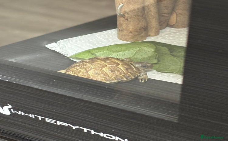 Tortoise reptiles - Advert 1
