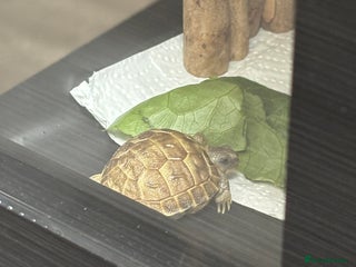 Tortoise reptiles - Advert 13