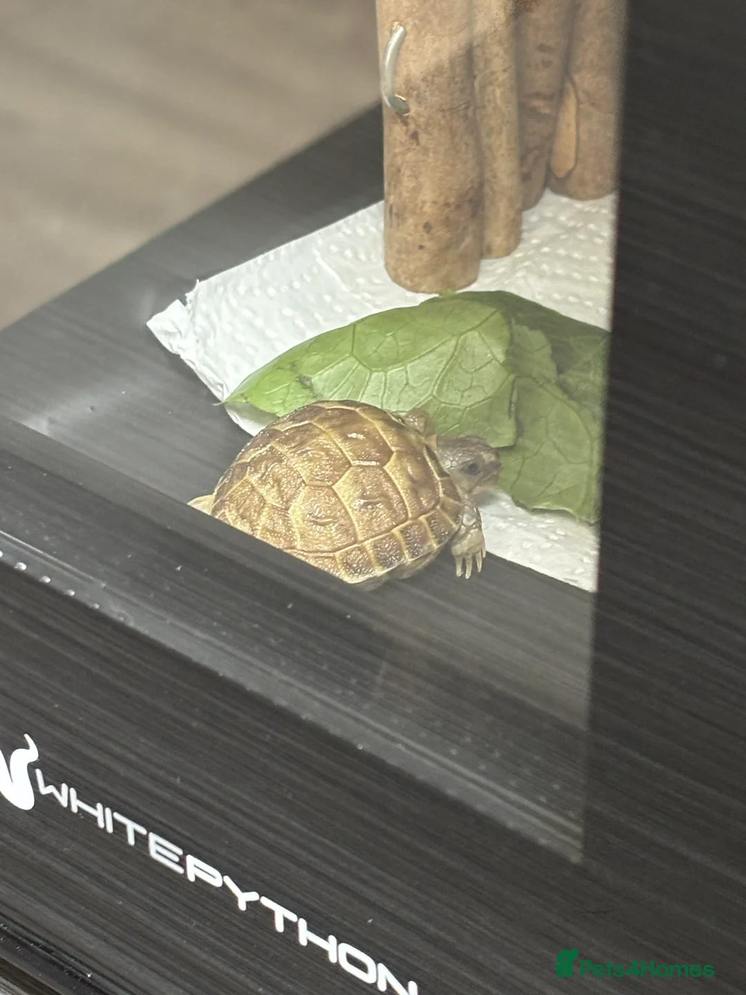 Tortoise reptiles for sale: STUNNING UK BRED HORSEFIELD BABIES AVAILABLE!! - Advert 5