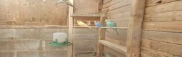 Budgerigars birds for sale: Budgies for sale in Bristol - Advert 2