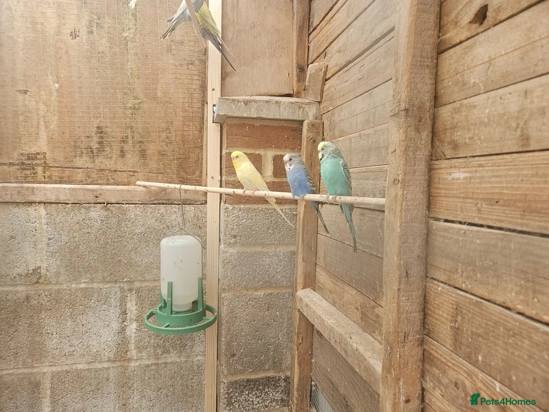 Budgerigars birds for sale: Budgies for sale in Bristol - Advert 2
