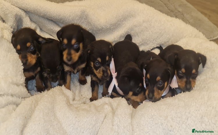 Dachshund dogs - Advert 8