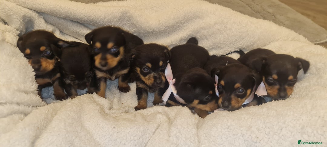 Dachshund dogs for sale: Beautiful miniature dachshund puppies for sale  - Image 1