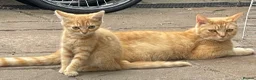 Mixed Breed cats for sale: Beautiful kittens need a new home - Advert 6