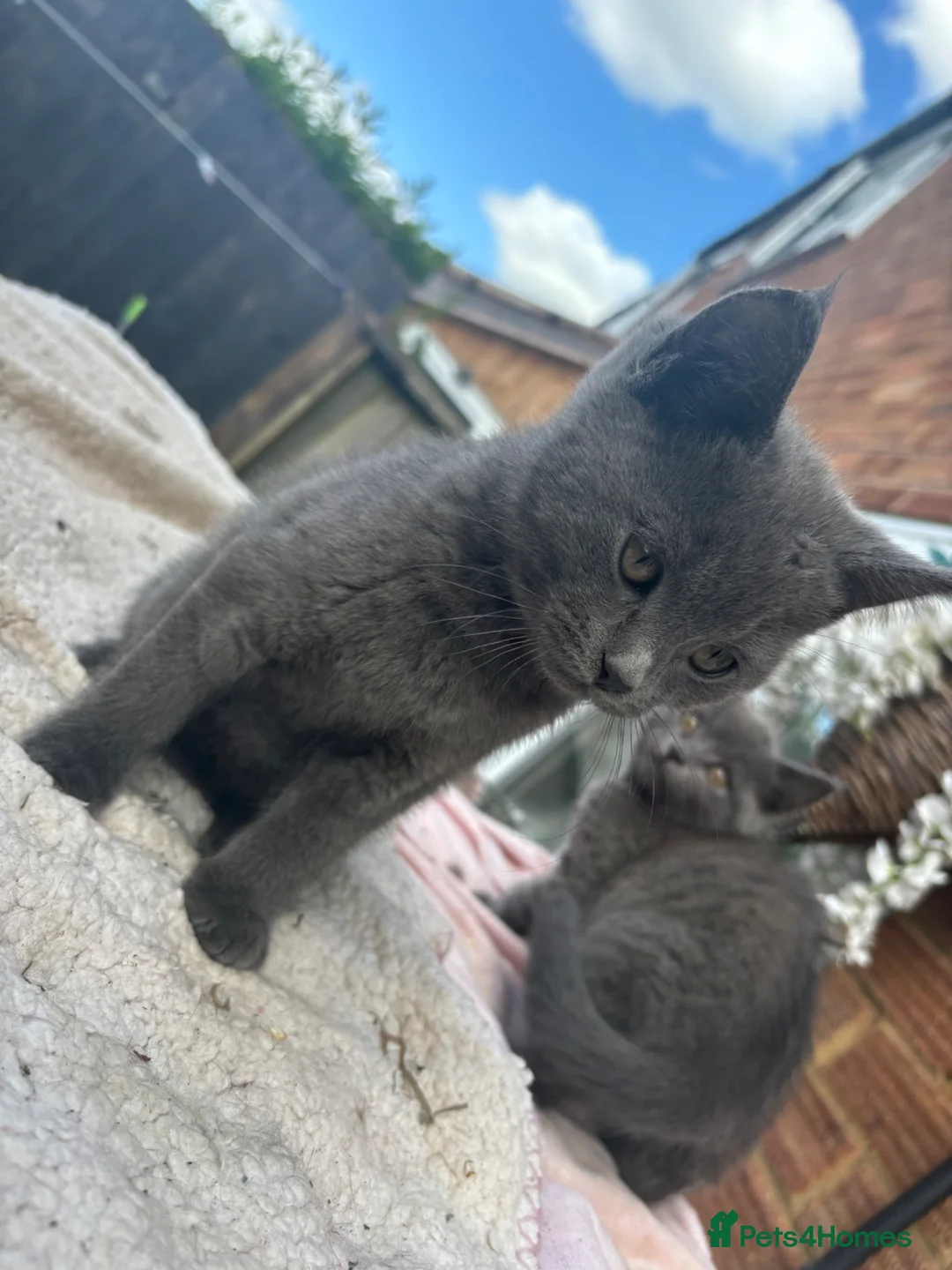 British Shorthair cats for sale: 2 female blue BSH  - Advert 2