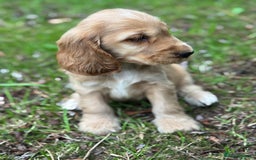 Cocker Spaniel dogs for sale: BEAUTIFUL KC SHOW TYPE COCKER SPANIELS  - Image 34