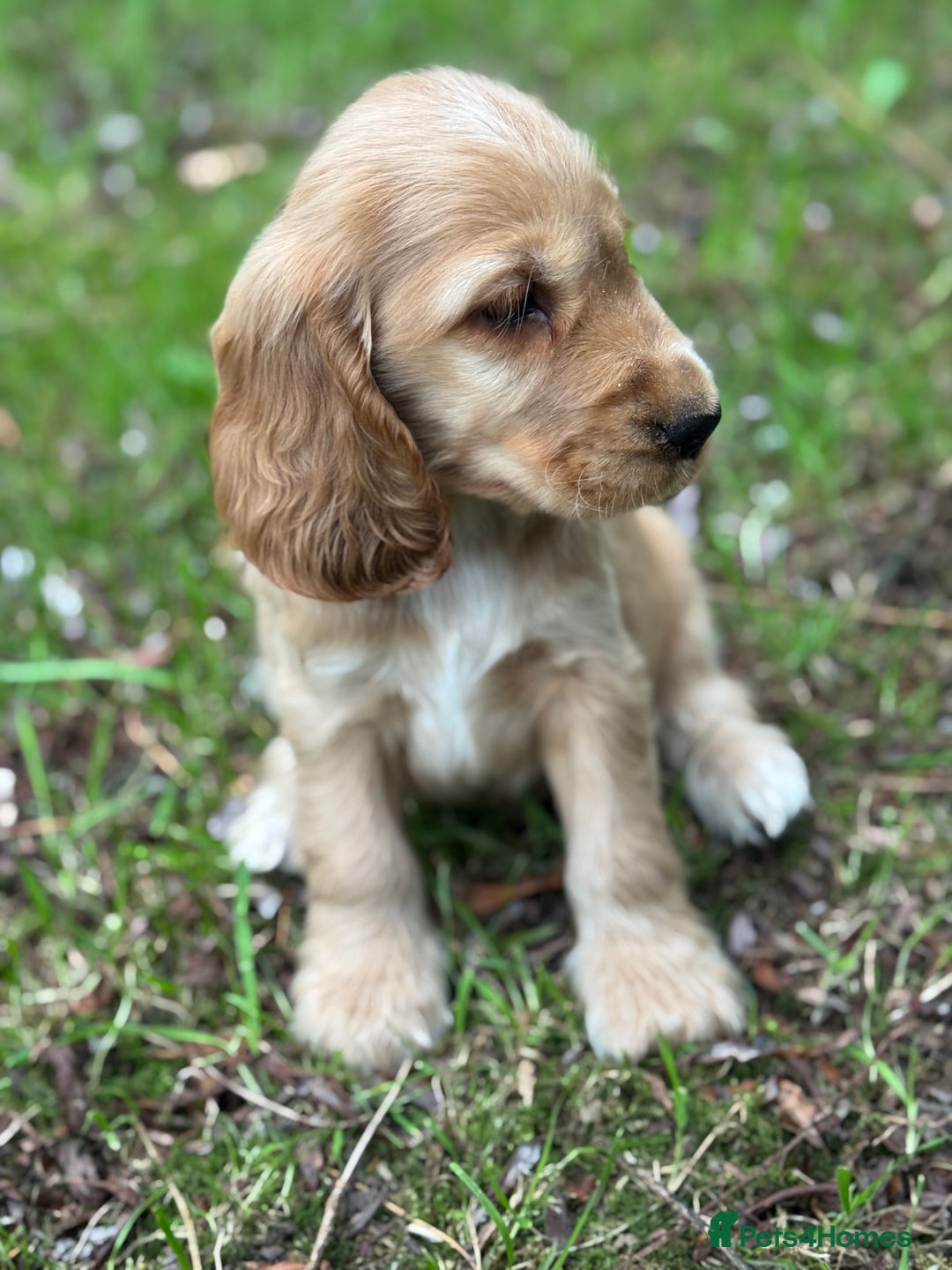 Cocker Spaniel dogs for sale: BEAUTIFUL KC SHOW TYPE COCKER SPANIELS  - Image 34