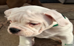 Old Tyme Bulldog dogs for sale: 🩷🩷Old Tyme Bulldog Puppies🩷🩷 - Image 13