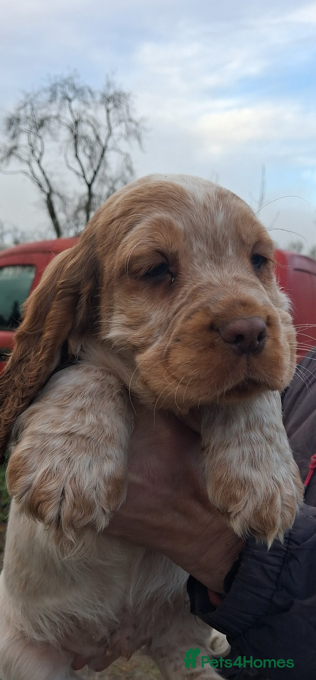 Sprocker dogs for sale: Sprocker pups for sale. - Advert 2