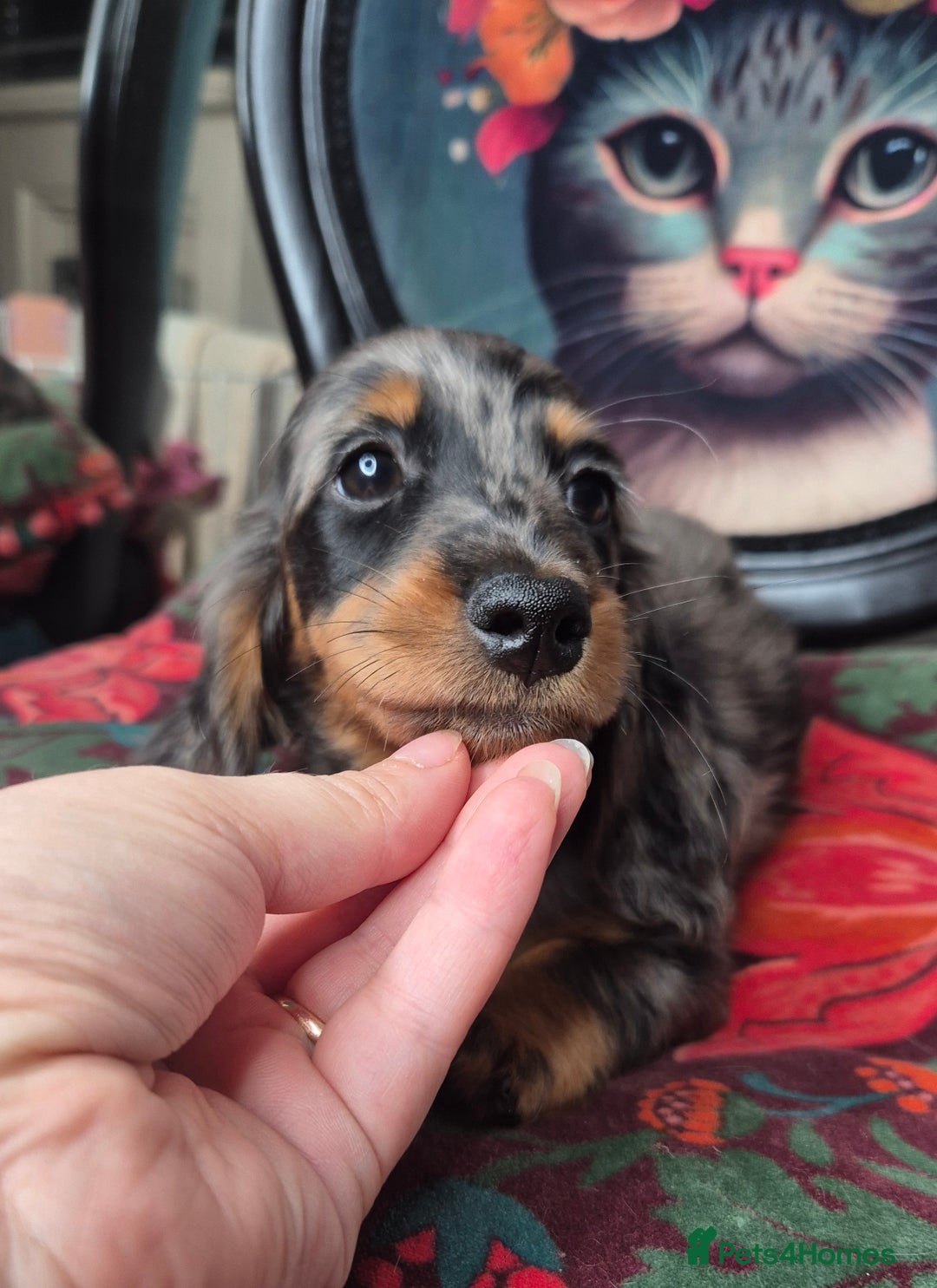 Miniature Dachshund dogs for sale: ⚜️KC PRA clear Miniature Dachshund Puppies  - Image 20