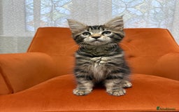 Maine Coon cats for sale: 💫Maine Coon Kittens Available- Champion Pedigree✨ - Image 1