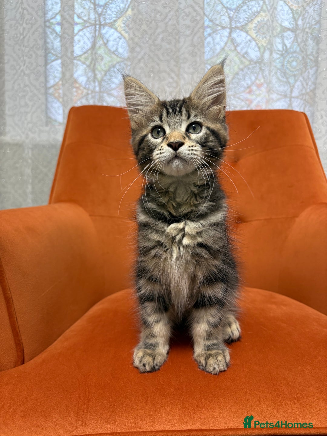 Maine Coon cats for sale: 💫Maine Coon Kittens Available- Champion Pedigree✨ - Image 1