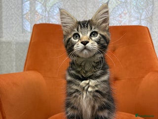 Maine Coon cats for sale - Advert 1