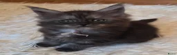 Maine Coon cats for sale: Mainecoon tica reg polydactyl kittens - Advert 6