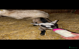 Goats livestock for sale: GORGEOUS NEW BORN BABIES AND FRIENDLY PET WETHERS  - Image 5