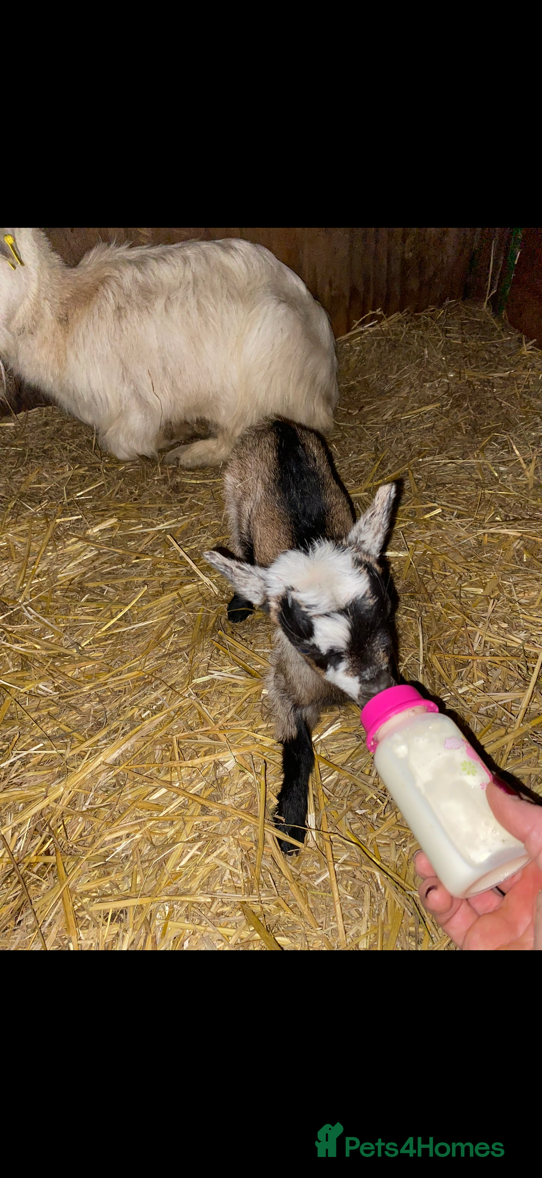 Goats livestock for sale: GORGEOUS NEW BORN BABIES AND FRIENDLY PET WETHERS  - Image 5