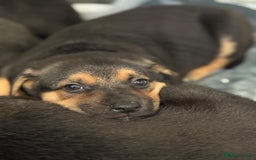 Mixed Breed dogs for sale: Gsd x Mali x Staffy - Image 9