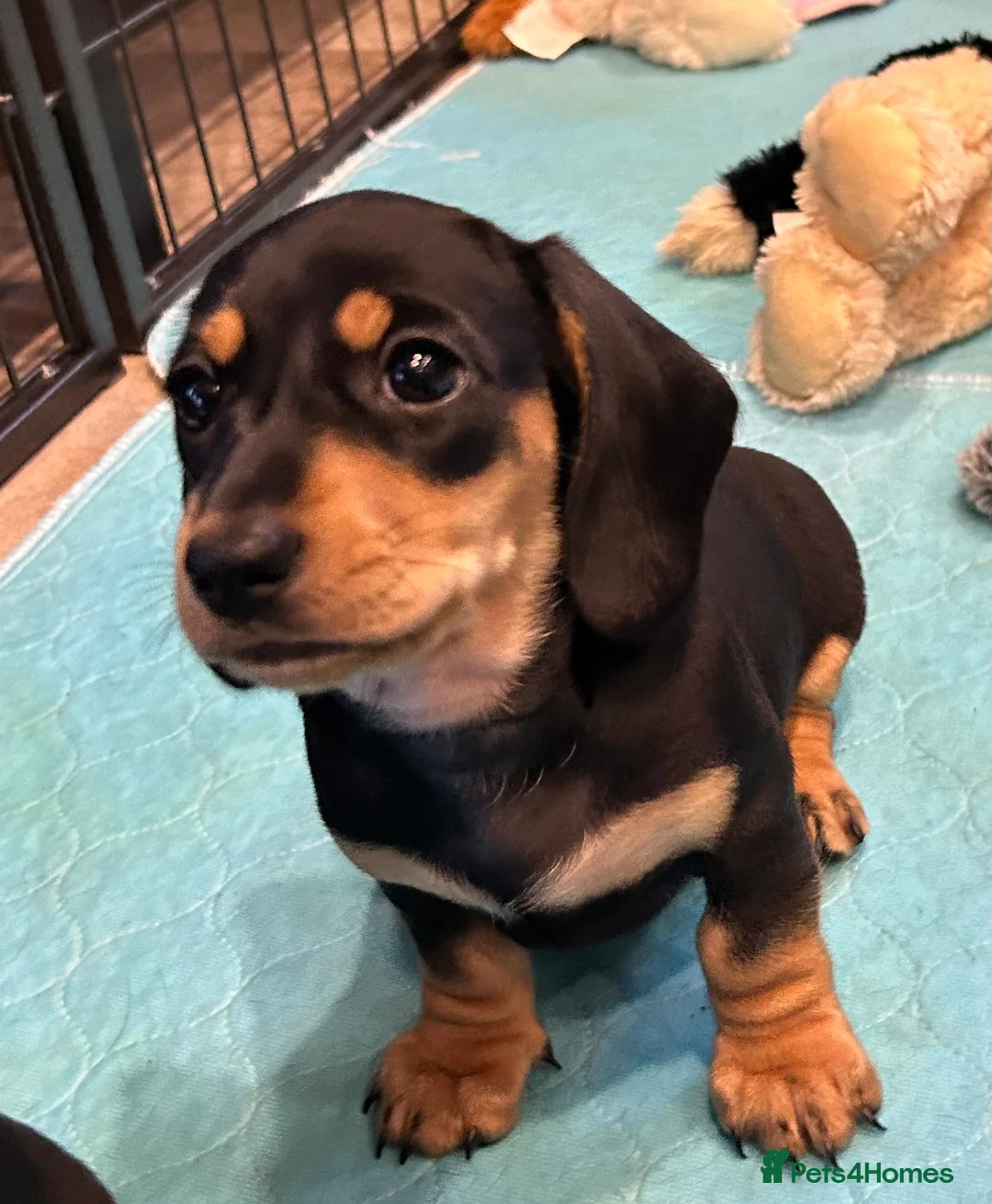 Miniature Dachshund dogs for sale: KC Registered Miniature Dachshunds  - Advert 7