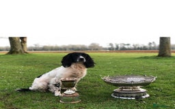 English Springer Spaniel dogs for stud: ⭐️🏆Handsome Health Tested B&W Stud⭐️🏆 in Malmesbury - Image 3