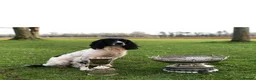 English Springer Spaniel dogs for stud: ⭐️🏆Handsome Health Tested B&W Stud⭐️🏆 in Malmesbury - Advert 3