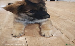 German Shepherd dogs for sale: German Shepherd puppy - Image 4