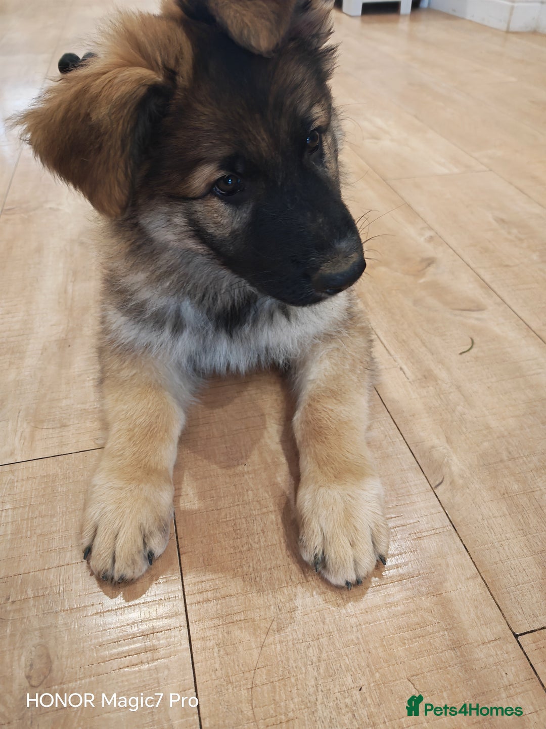 German Shepherd dogs for sale: German Shepherd puppy - Image 4
