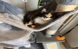 Maine Coon cats for sale: Kittens for sale  - Image 12