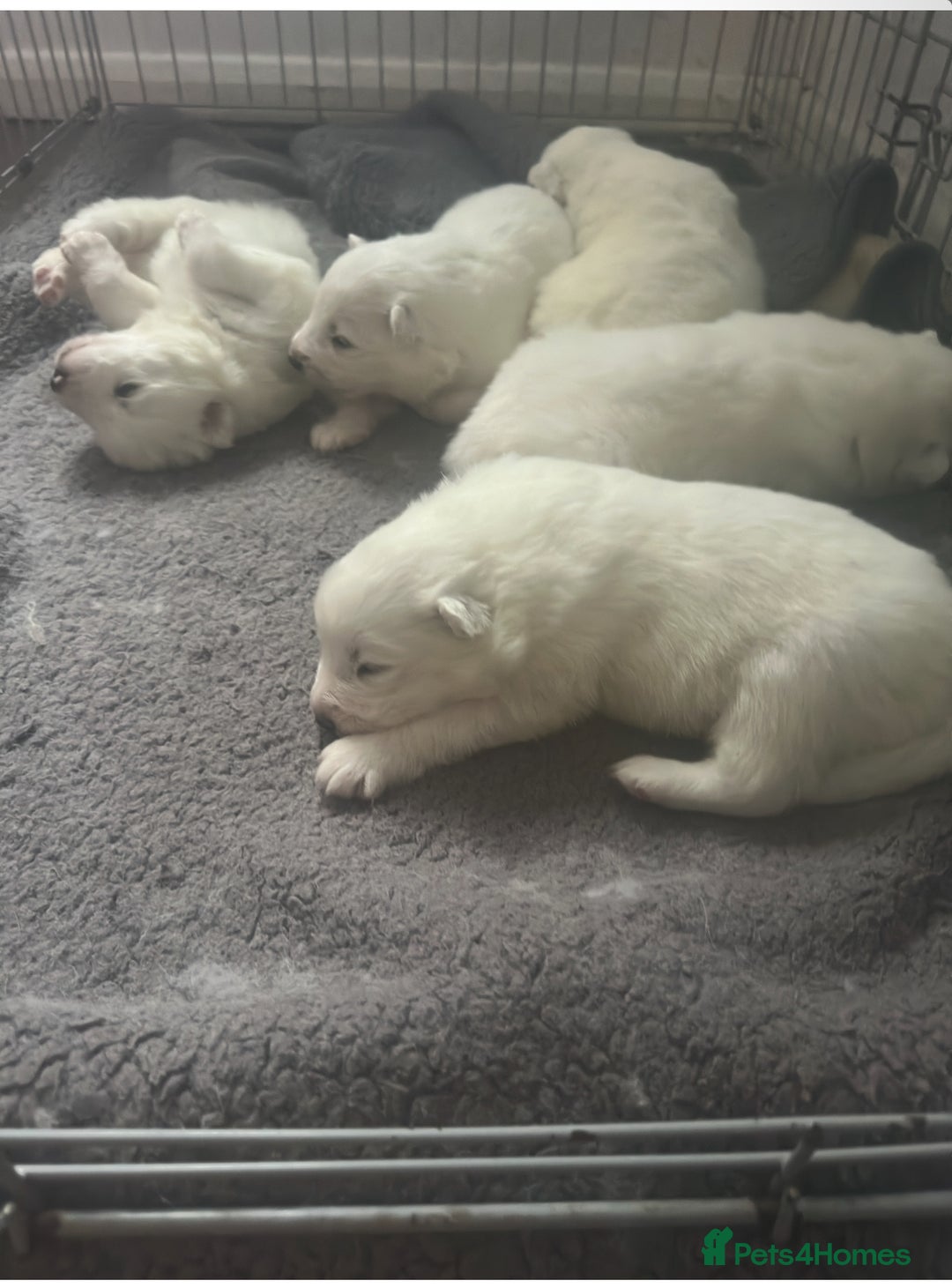 Samoyed dogs for sale: Adorable 6 Samoyed Puppies Waiting Forever Homes - Advert 23