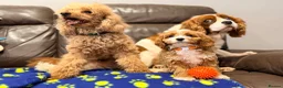 Cavapoo dogs for sale: Exceptional F1 Toy Cavapoos-Health Tested Parents - Advert 22