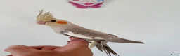 Cockatiels birds for sale: BEAUTIFUL BABY COCKATIELS NEW CAGES AVAILABLE  - Advert 8