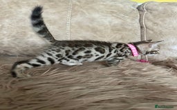 Bengal cats for sale: ❤️ Gorgeous Pure Bengal Kittens Available ❤️ - Image 28