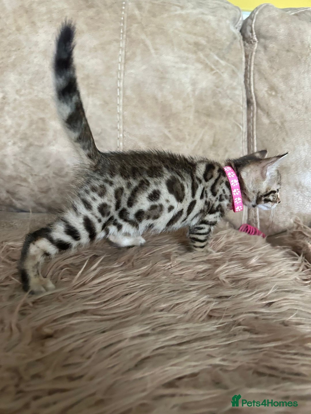 Bengal cats for sale: ❤️ Gorgeous Pure Bengal Kittens Available ❤️ - Image 28