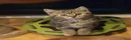 Mixed Breed cats for sale: Tabby and blue tortie girls looking forever home  - Advert 7